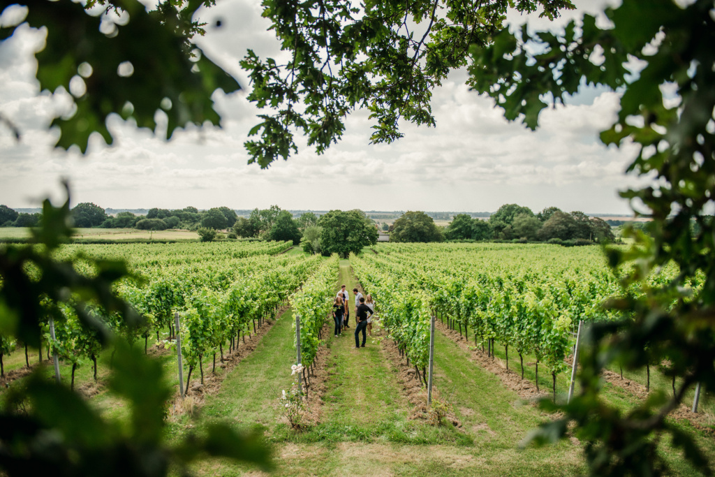 Gusbourne vineyard (Kent, England)
