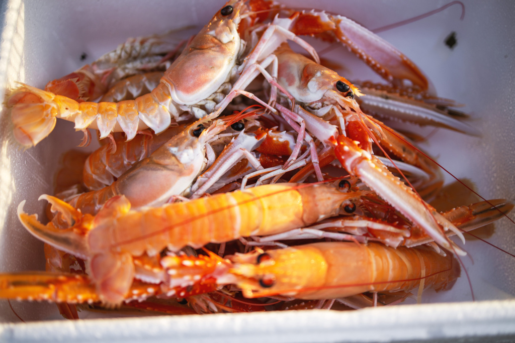 Langoustines ready for Tollbua's Summer and Shellfish event